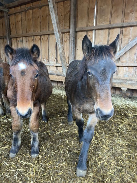 Armăsar și iapă mânji