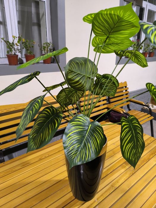 SUNIY Gull sotiladi voki prokat