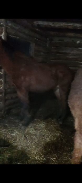 Продам тай 2жеребчика, 2 кабылка