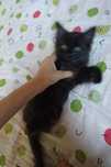 Котёнок адам хорошым людям
