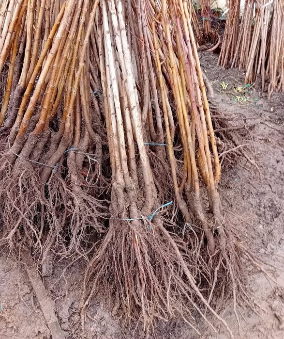 Pomi Altoiti certificati