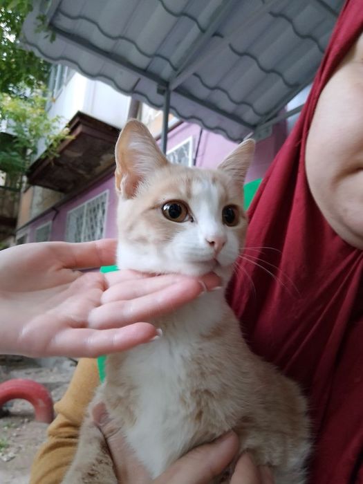 Отдам в добрые руки