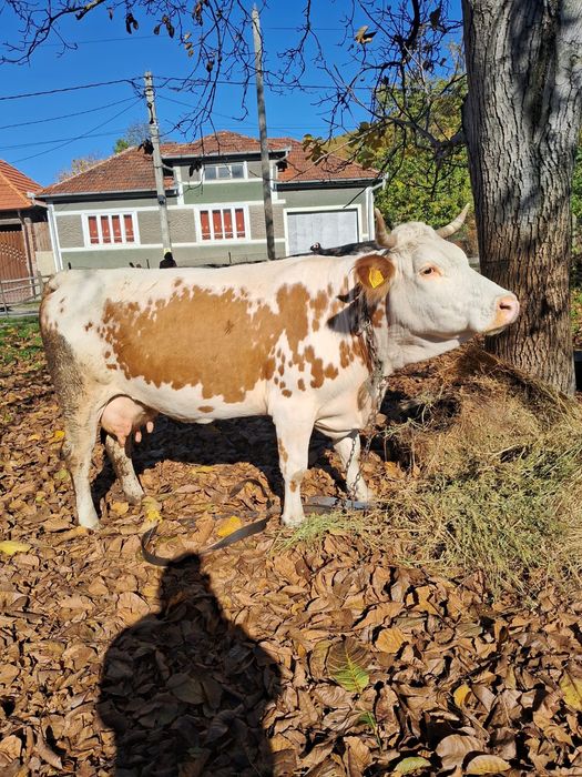Vacă  de vânzare