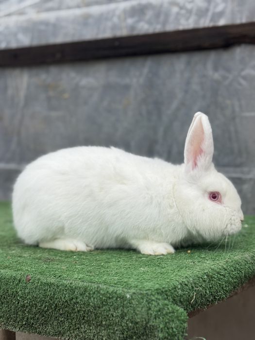 Vand 3 iepuri masculi