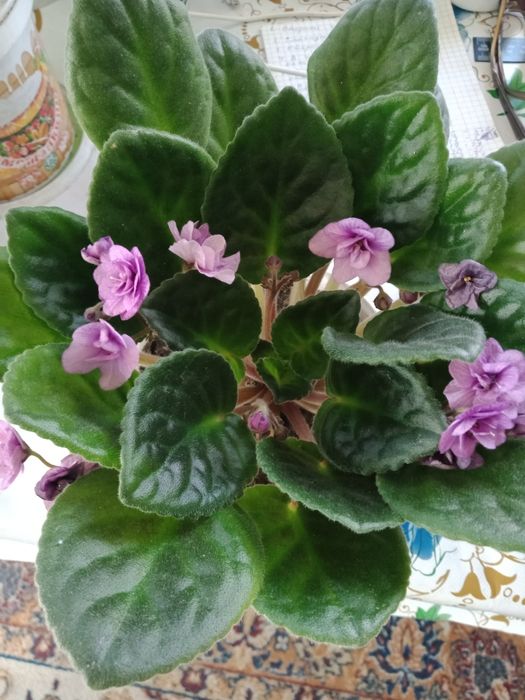 Цветы комнатные.