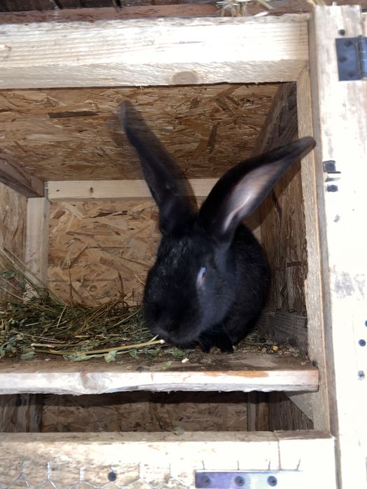 Iepuroaica metisi uriasi german