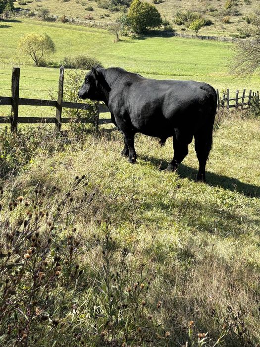 Vând vacii angus