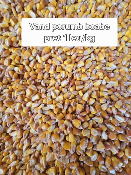 Porumb productia 2025