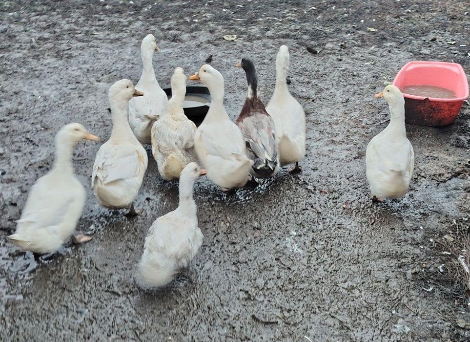 Vând rate la bucata sau toate 9buc