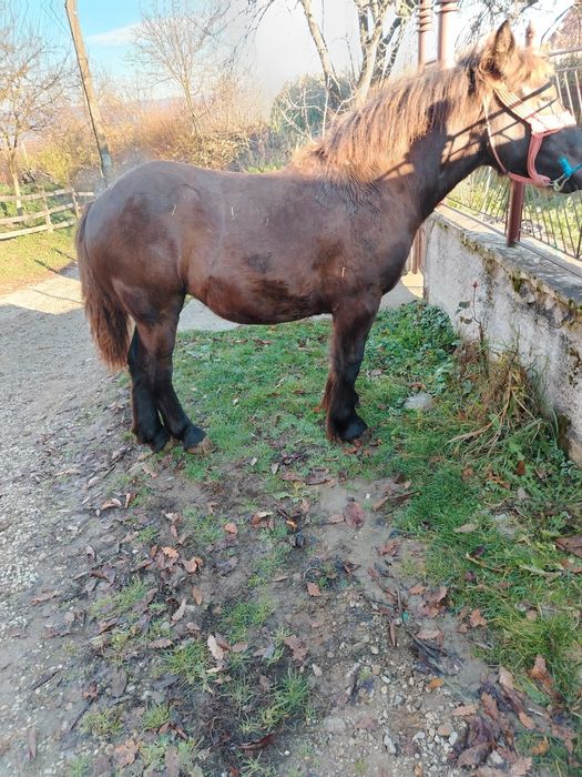 Vând mânza de 6 luni