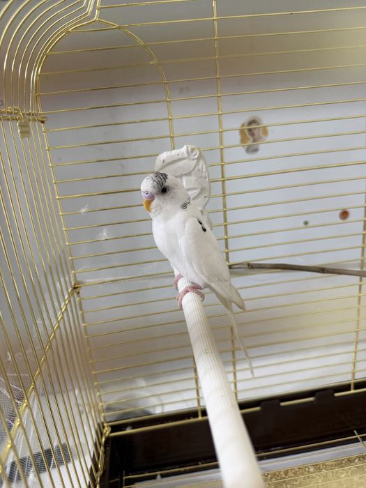 Папугай животные