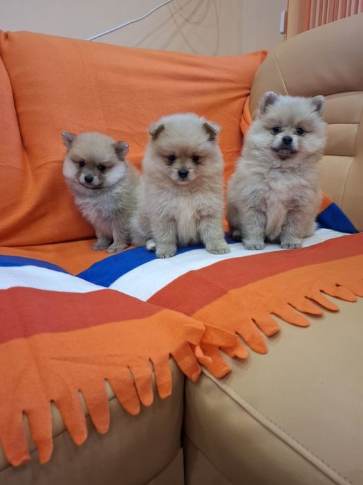 Померан пометанчета Гр. София