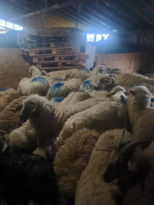 Schimb oi cu capre de rasă boer alpine