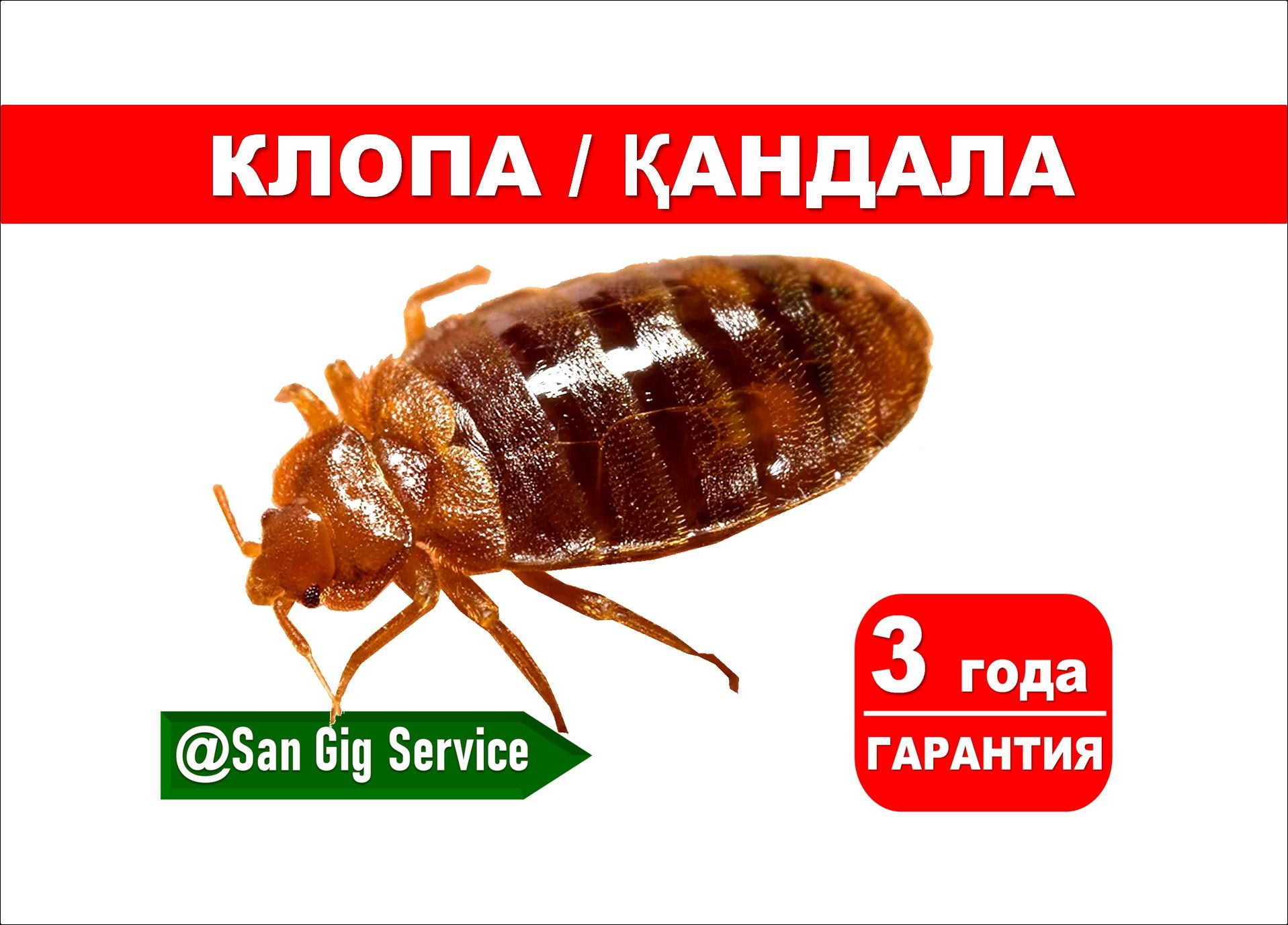 Дезинфекция тараканов, клопов, муравьев, блох,  СЭС