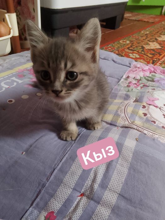 Отдам даром котят