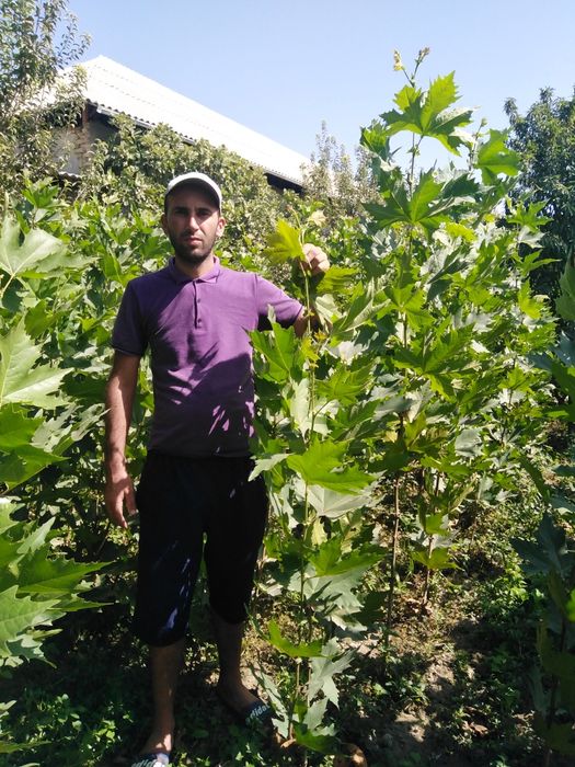 Декоратив кучатлар яшмл макон учун