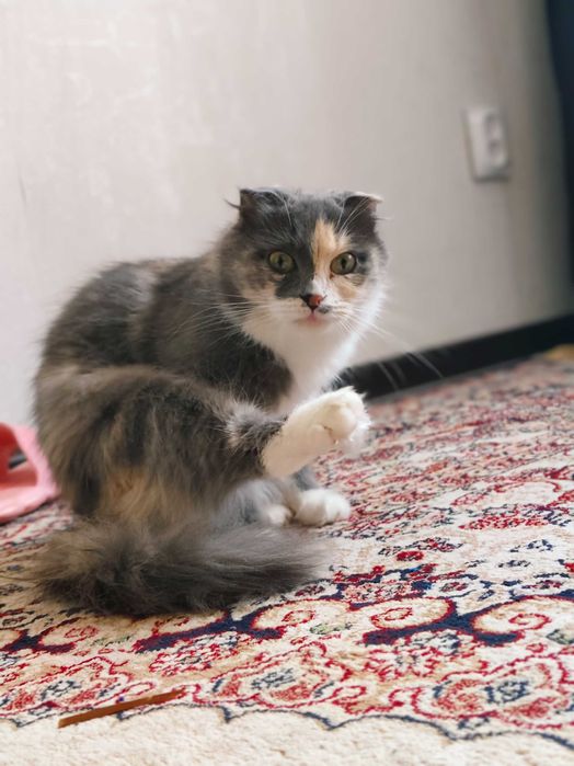 Отдам кошку в добрые руки