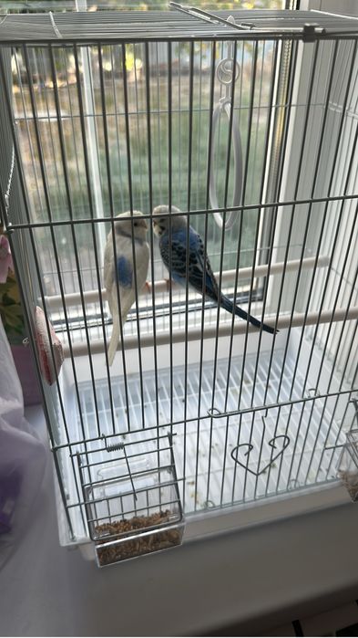 Продаётса попугайчик