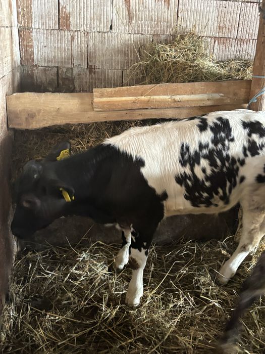 Vănd viței Belgieni