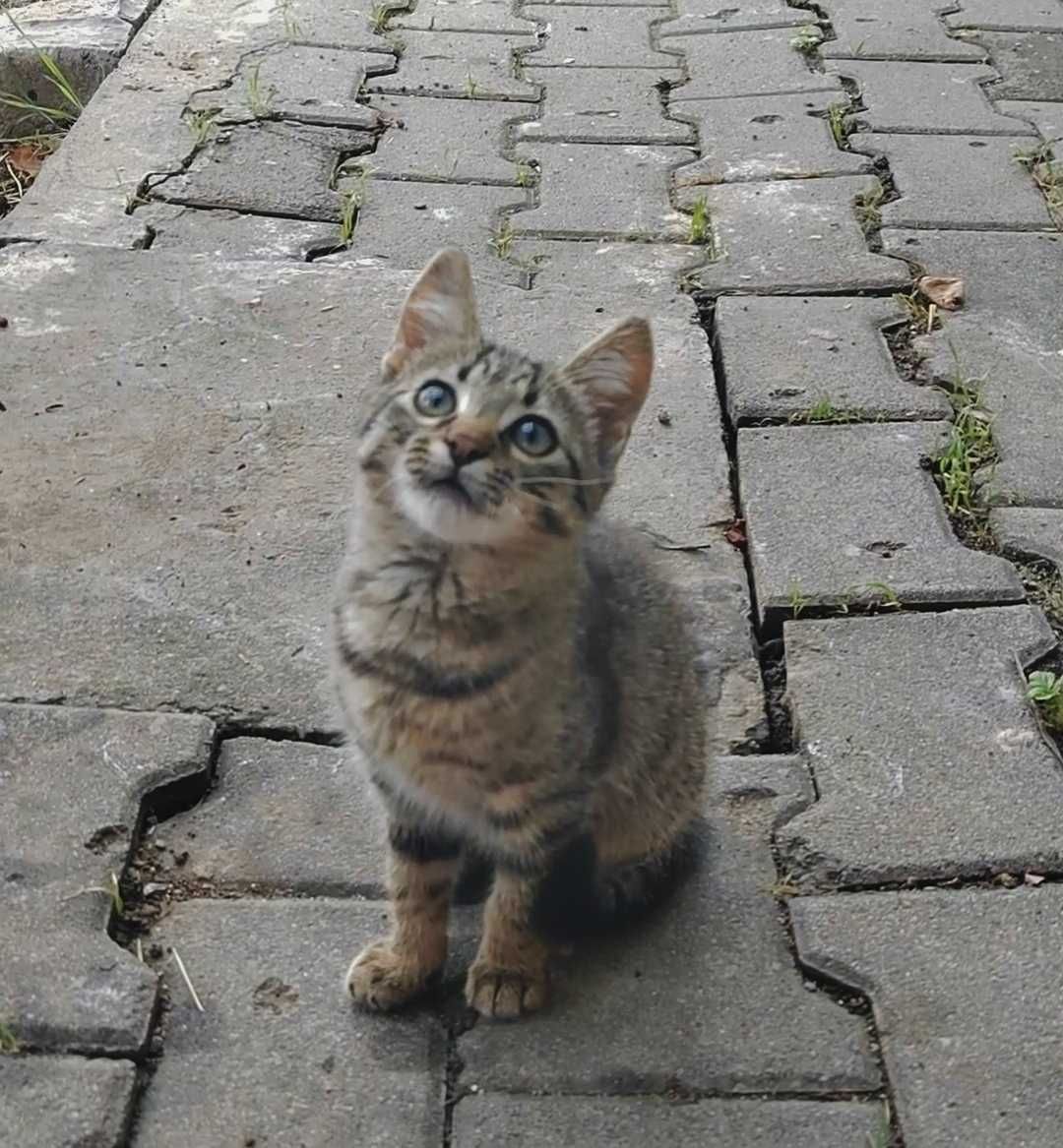 Pisicuță spre adopție