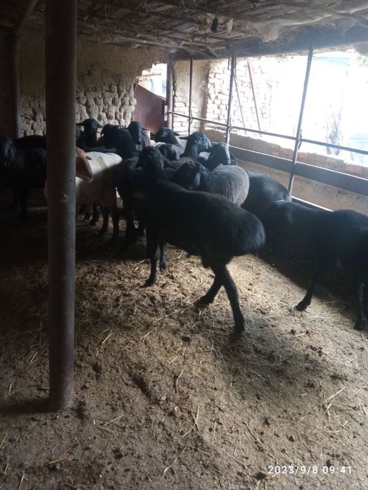 Qôylar sotiladi qôy bot