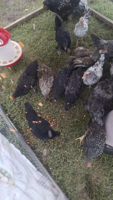 Puicuțe și cocoșei de casă !
