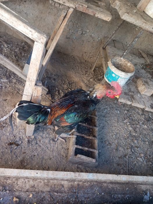 Байцовый Шолпан.