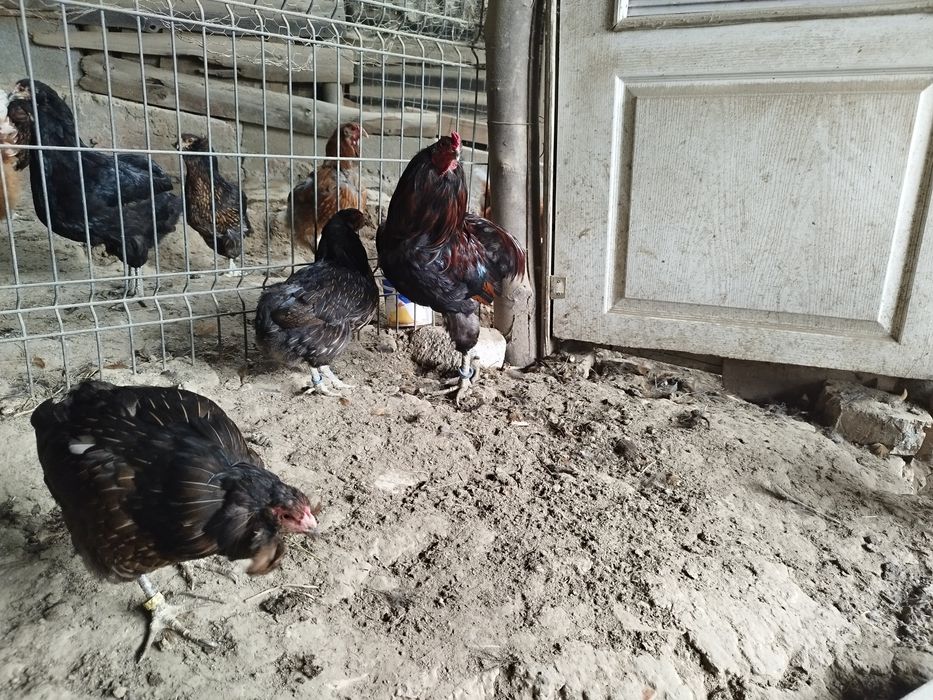 Araucana potârnichiu sălbatic