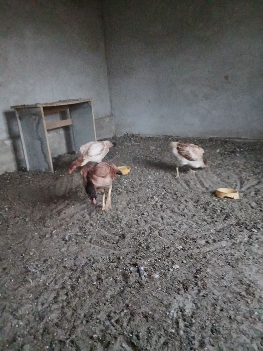 Дакан зот макиёнлар 3та