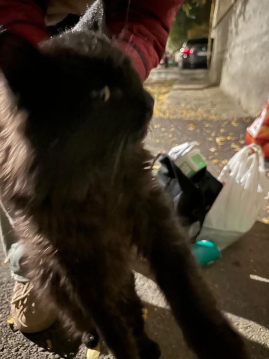 Pentru adoptat și iubit!