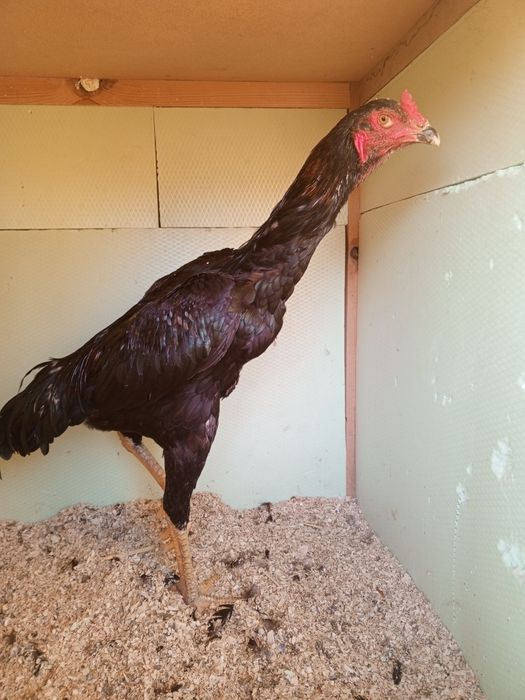 Shamoga ganoy Aprelda chiqgan 3.800 kg