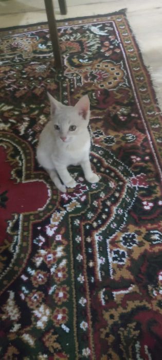 Котята 3шт жёлтого цвета отдаем срочно