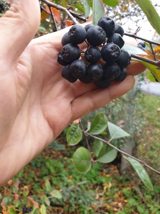 Продам черноплодную рябину