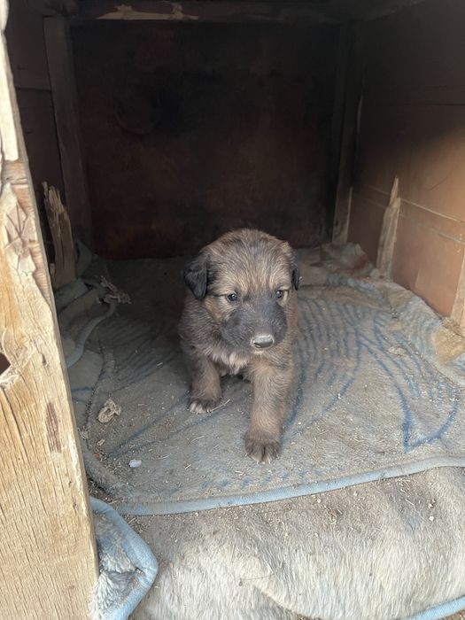 Кушкік бесплатно