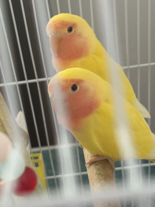 Papagali agapornis