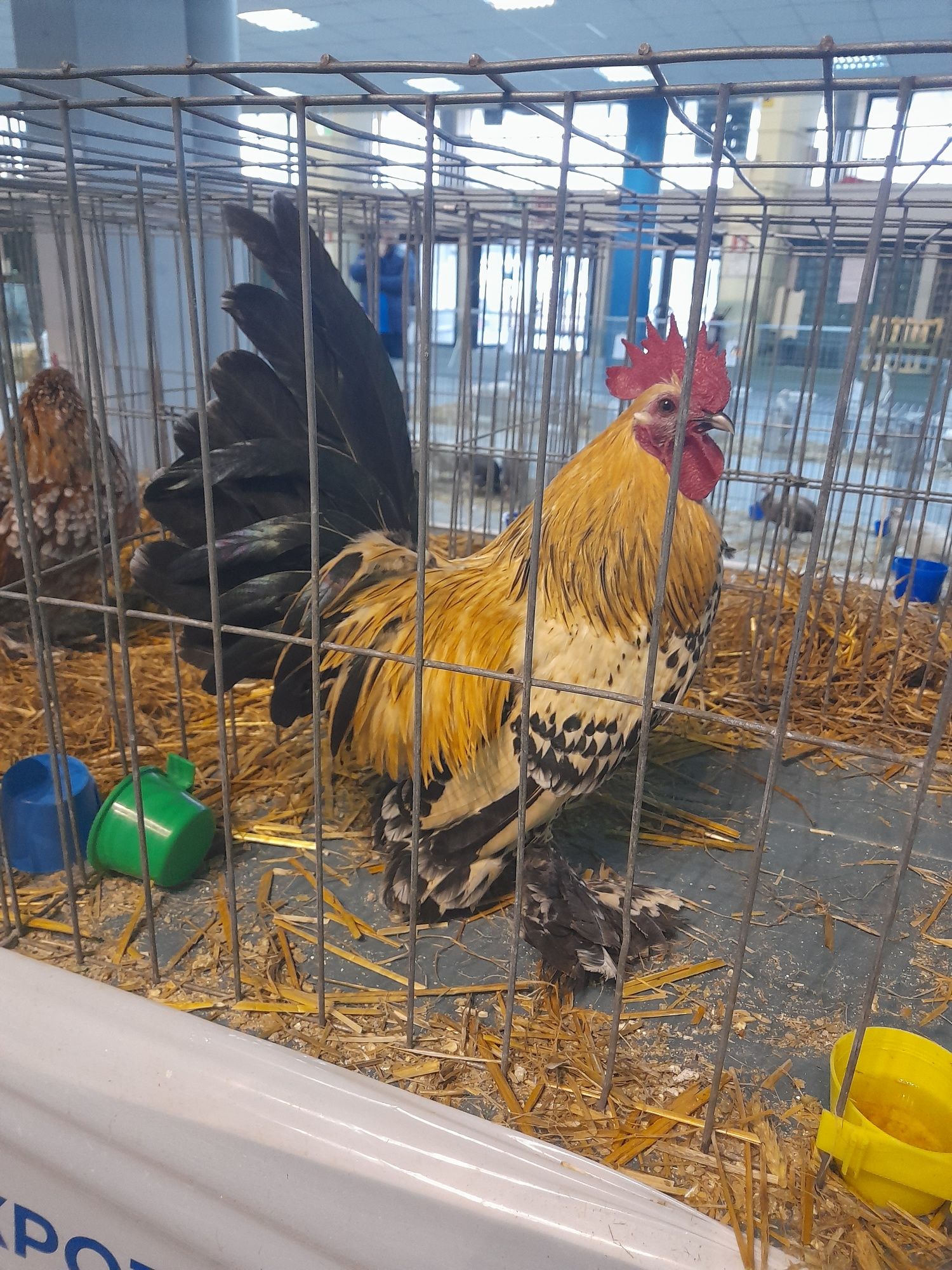 Ouă și pui Cochinchina Pitic negru bobat și porțelan, Mii de Flori Por