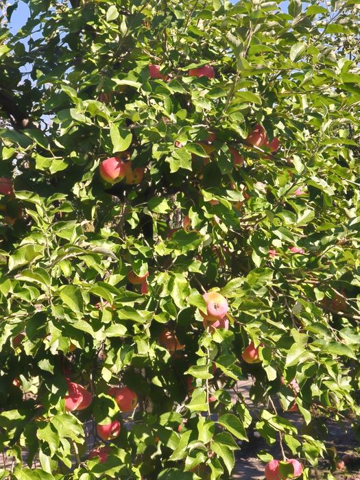De vanzare loc de casa cu livada in sat Ghizdaru Giurgiu