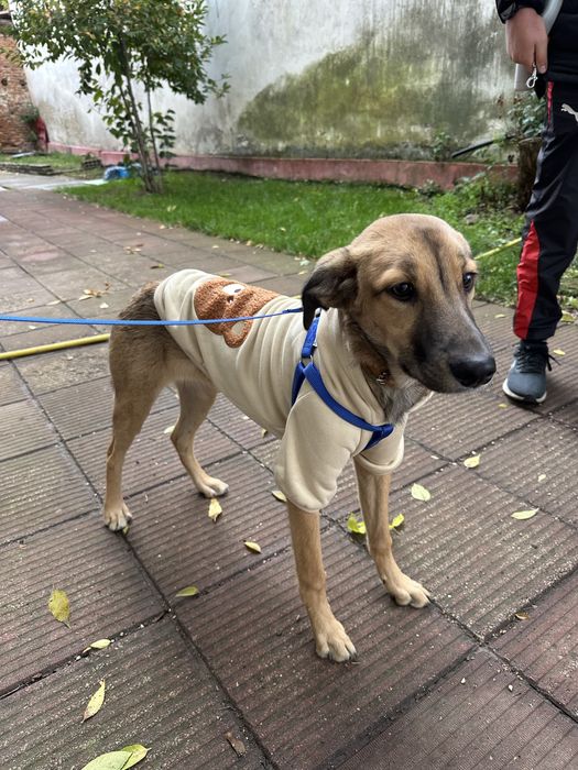 Даваме за осиновяване кученце на 6 месеца и половина