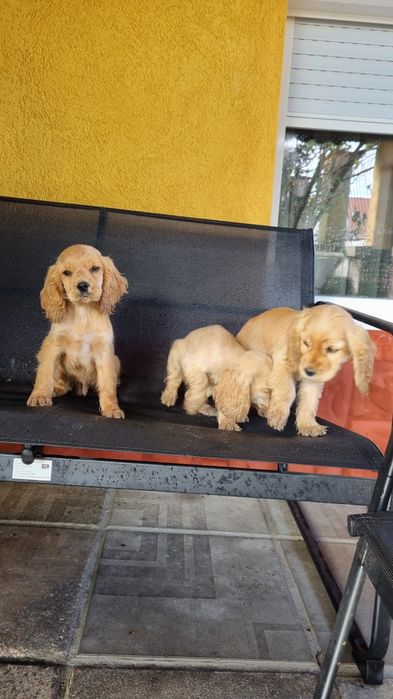 Кучета кокер шпаньол