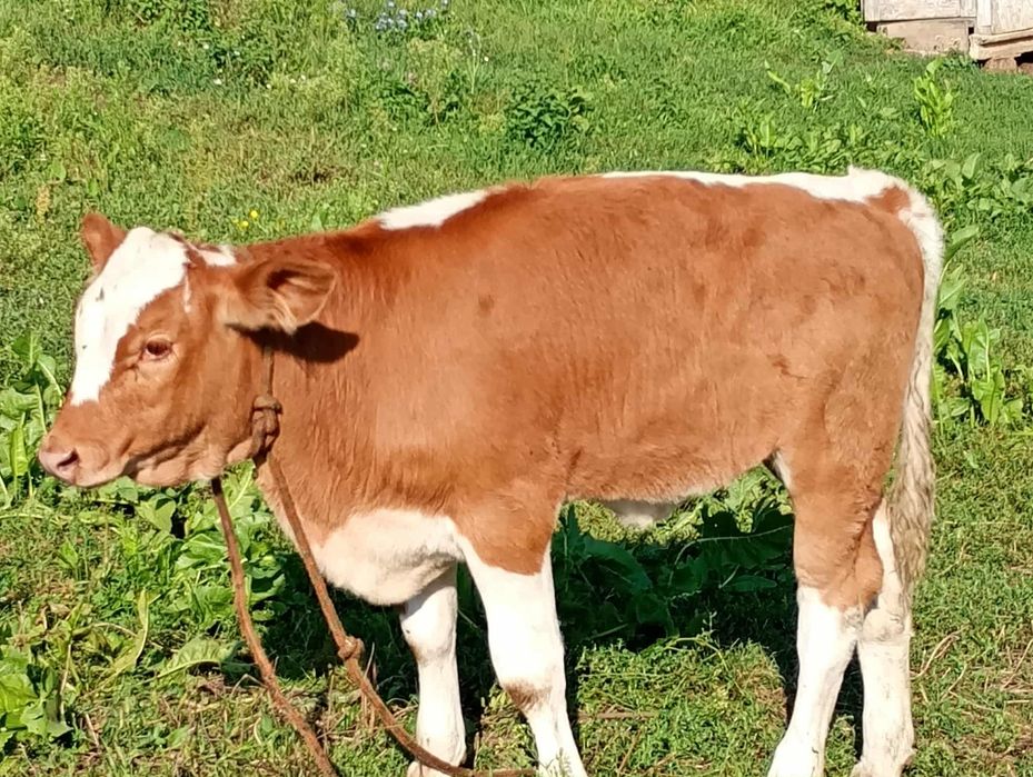 Vitei de vânzare