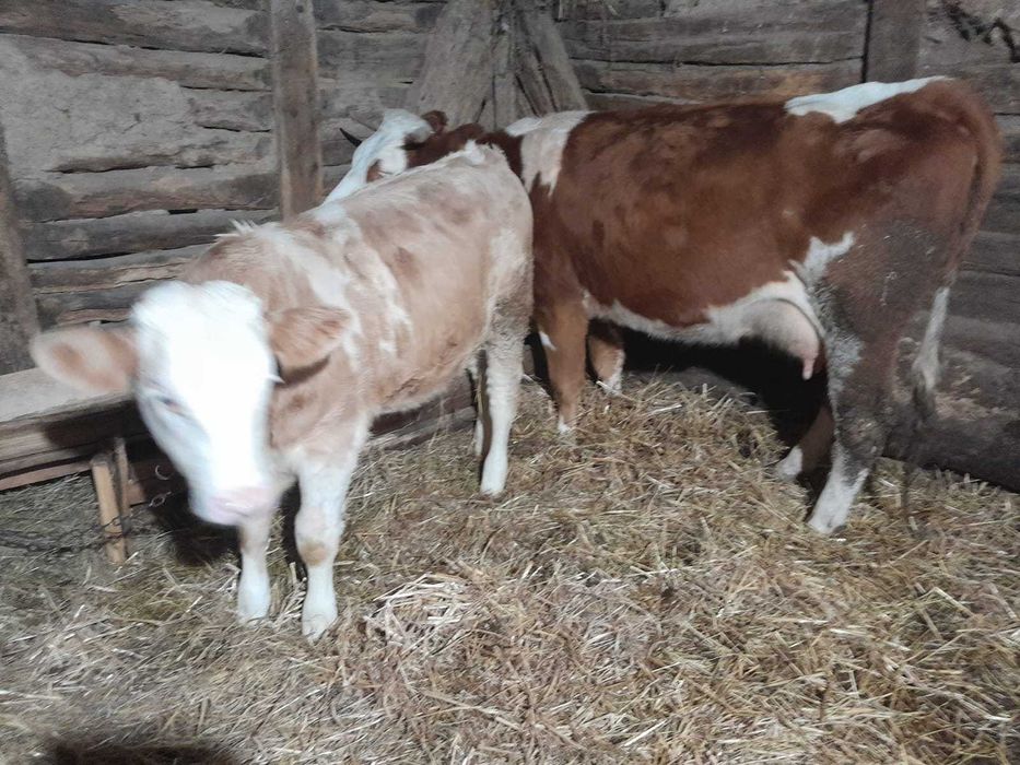 Vând șapte bucăți animale