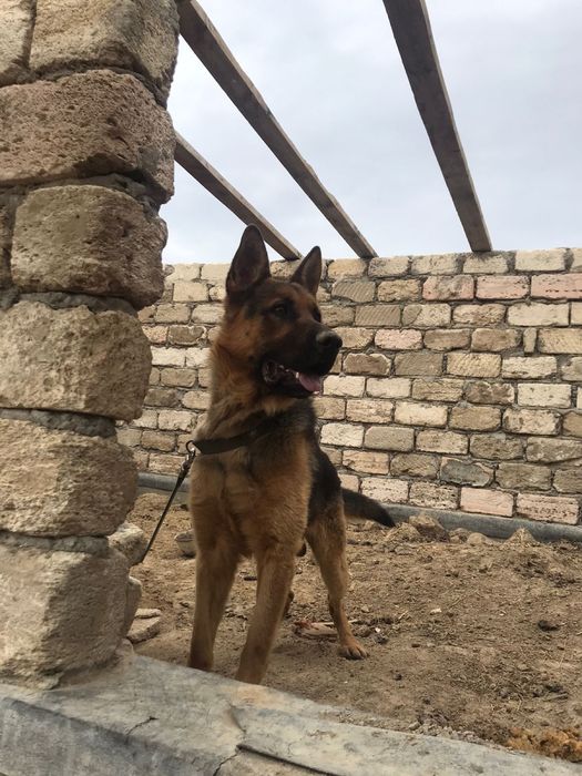 Немецкий Овчарка (чистокровная)