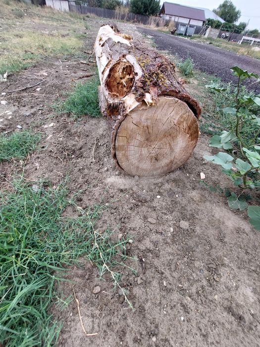 Vind lemne amestecate plop și corcodușe