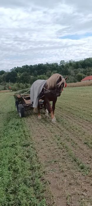 Vând armăsar 3ani. Foarte cuminte