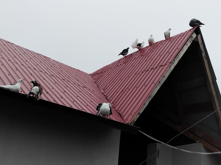 Porumbei  de vanzare doar impreuna