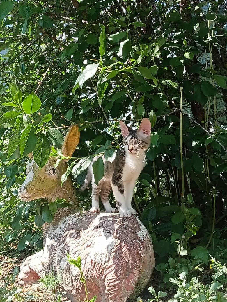 Котята сфинкс, котенок