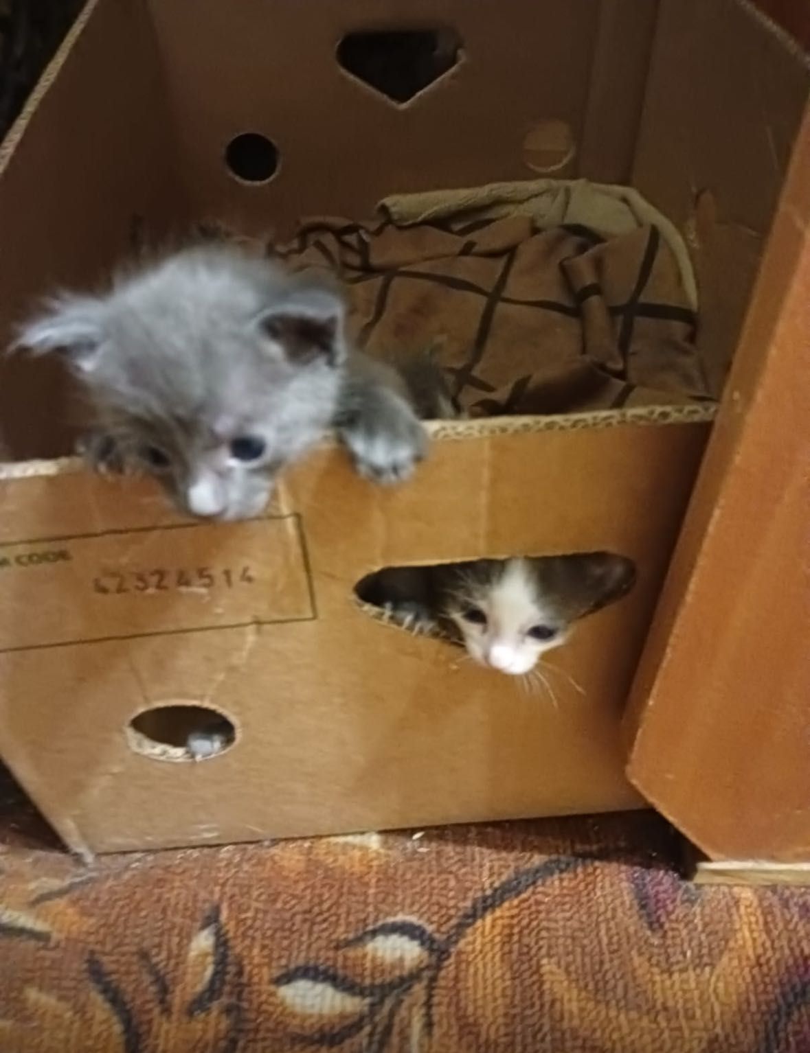 Отдам котят 2месяца (мальчики и девочки)