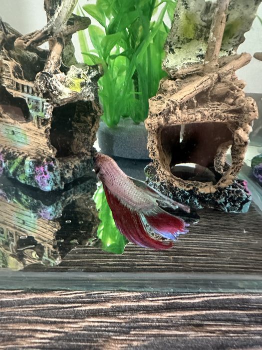 Pesti betta long tail / superb delta / crown tail