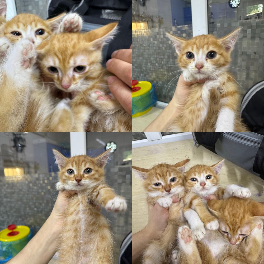 Рыжие котята ищут дом