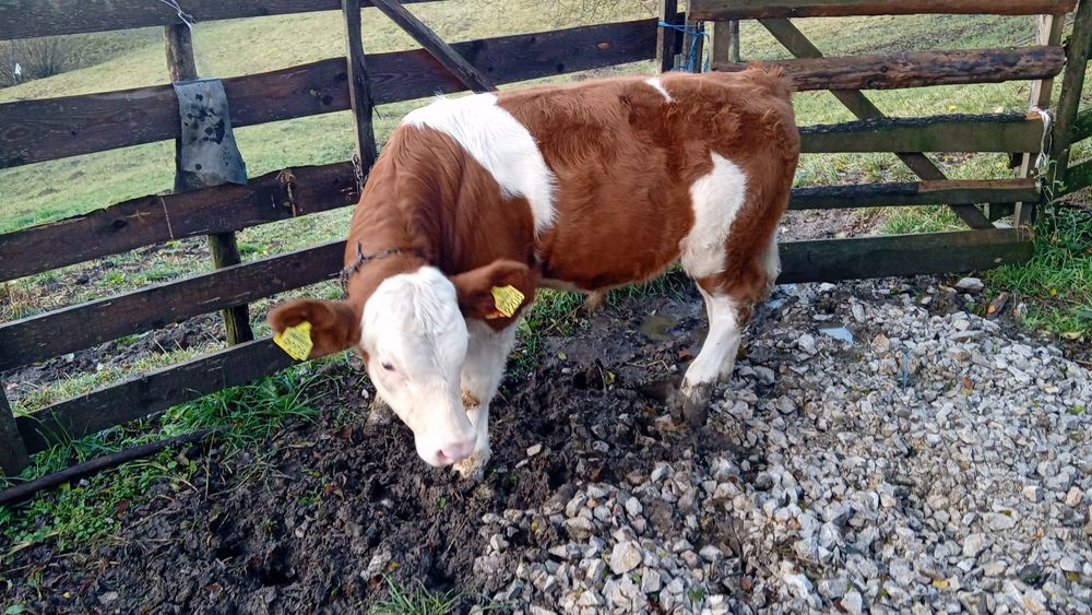 Vand vițel bălțata romănească